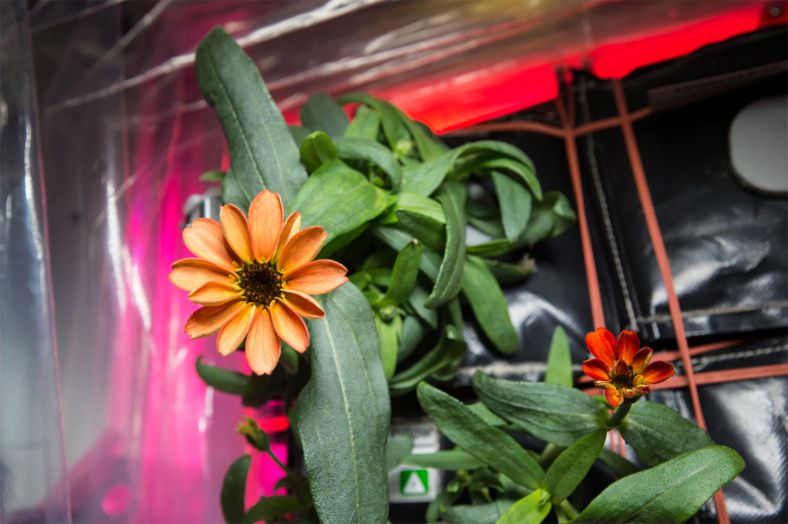 今年1月，国际空间站上开花的第一朵百日菊